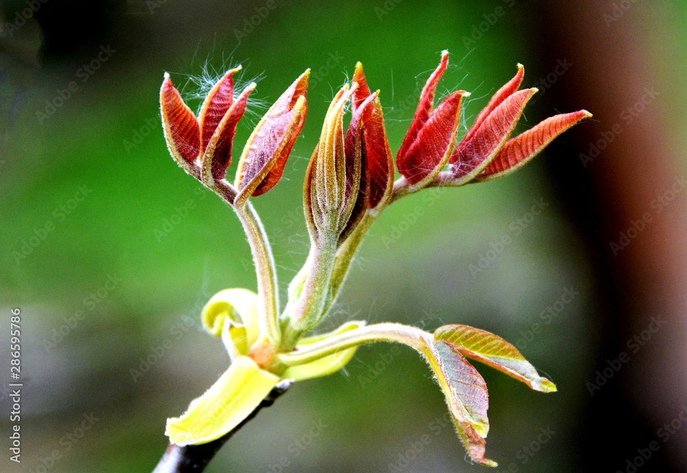 walnut buds