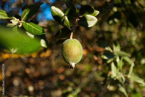 beautiful ripe and juicy feijoa on  green background