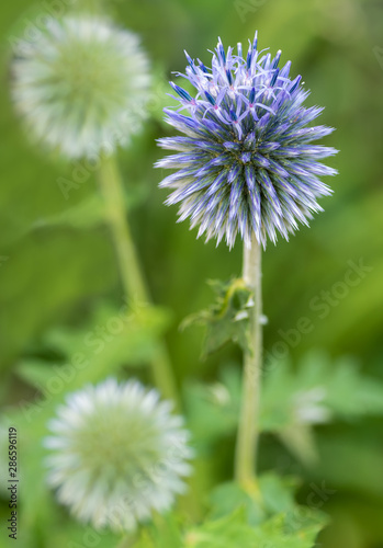 Russian globe thistle  Echinops ritro  just beginning to bloom. Open flowers are at top of globe.