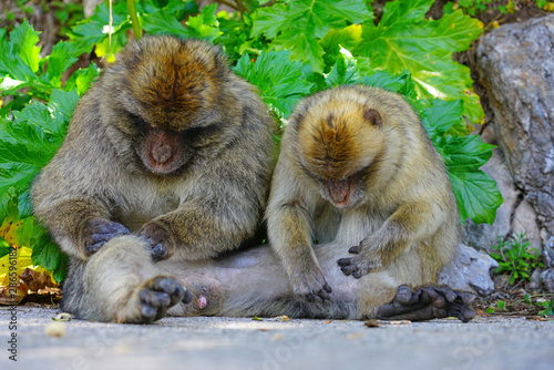 View of two wild Barbary Macaque monkeys grooming each other at the top of the Rock of Gibraltar