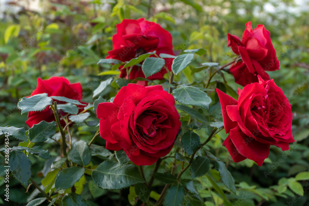 Beautiful Bush roses near the big Menshikov Palace in Oranienbaum Park. Beautiful Bush roses near the big Menshikov Palace in Oranienbaum Park.