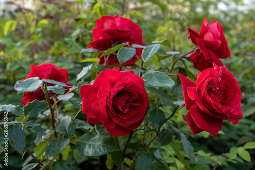 Beautiful Bush roses near the big Menshikov Palace in Oranienbaum Park.