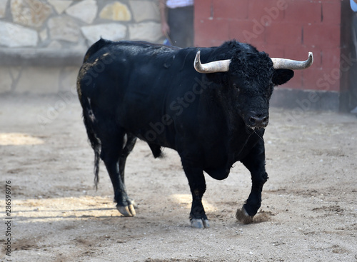 toro bravo español en una plaza de toros