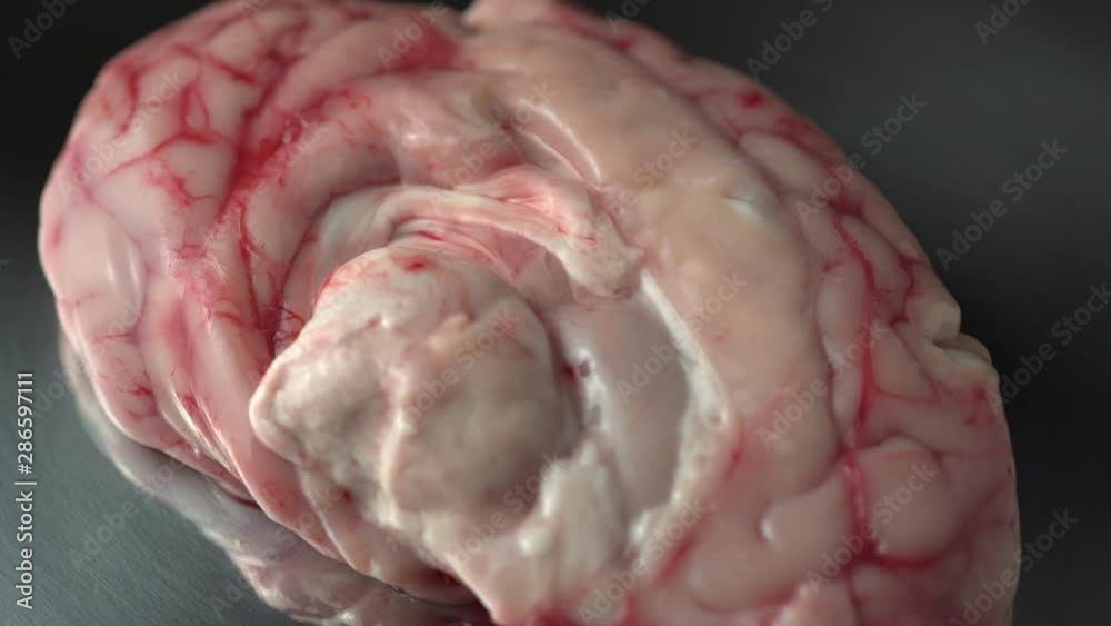 Prop for surgeons education and real example of brain tissue for training to perform brain surgery on central nervous system at hospital.
