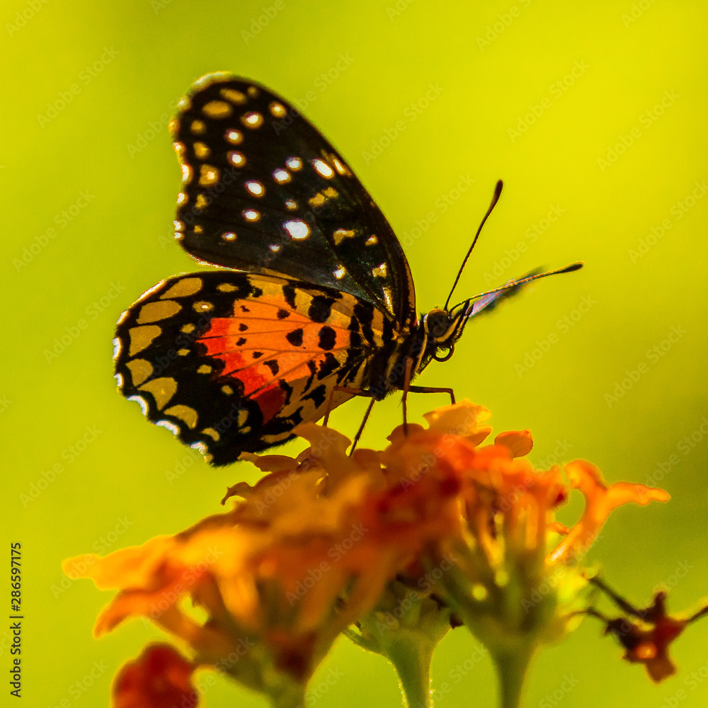 Obraz premium Butterfly on orange flower