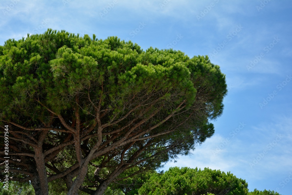 Fototapeta premium Pine with blue sky on the Côte d'Azur, France