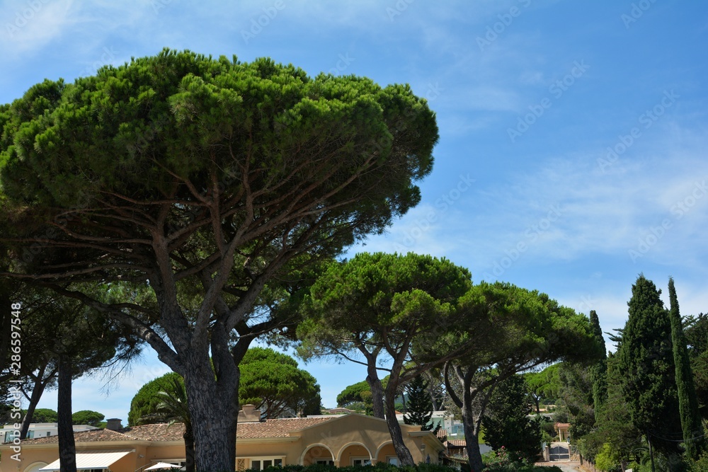 Pine trees  with houses and blue sky on the Côte d'Azur, France