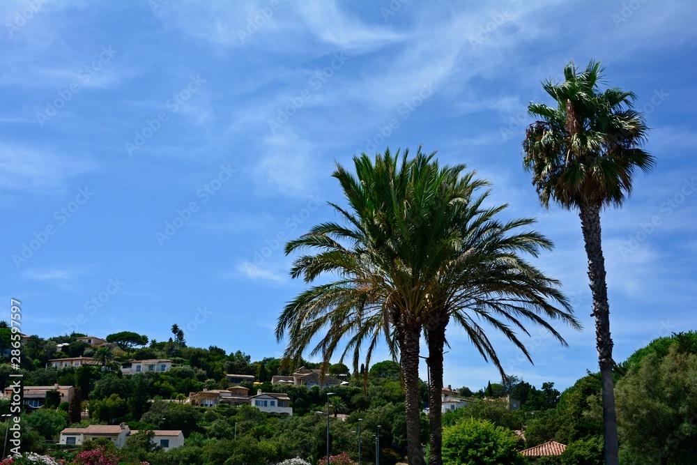 Palm trees and typical houses in southern France,  on the Côte d'Azur