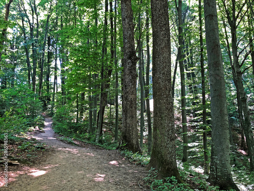 Counts trail or Poucna Grofova staza - Papuk nature park, Croatia photo