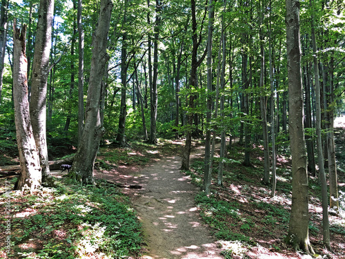 Counts trail or Poucna Grofova staza - Papuk nature park, Croatia photo