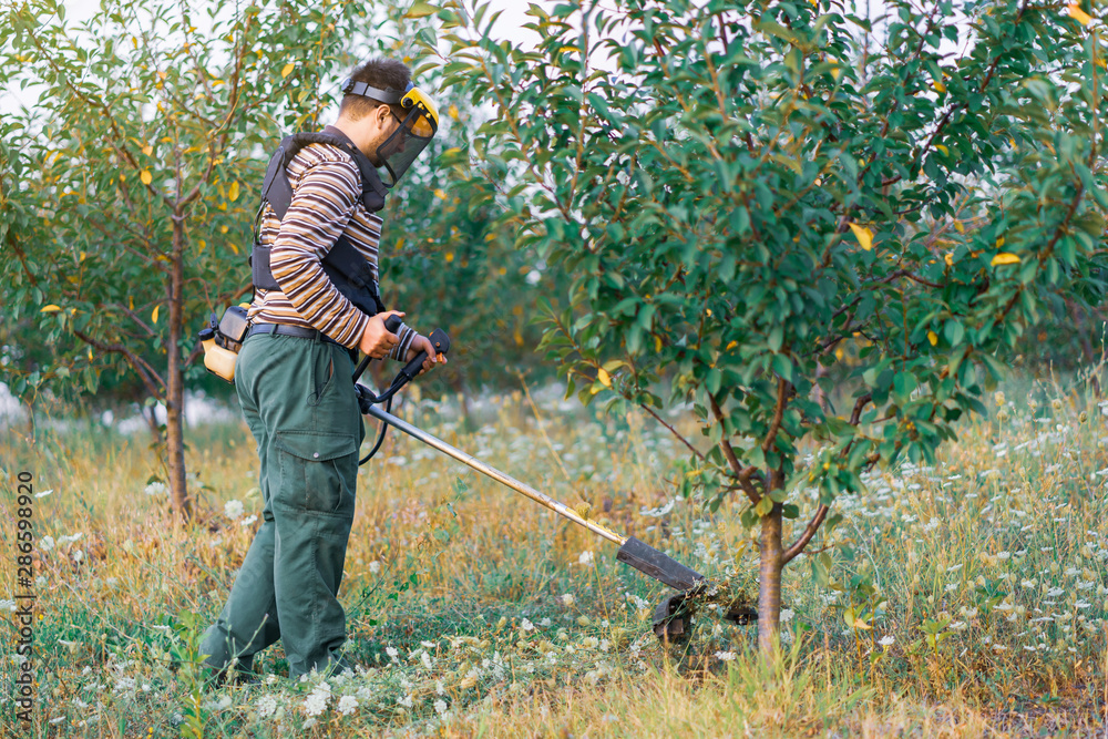 Young farmer gardener cutting grass weeds in the orchard plum plantation using trimmer petrol Brushcutter Young farmer gardener cutting grass weeds in the orchard plum plantation using trimmer petrol Brushcutter