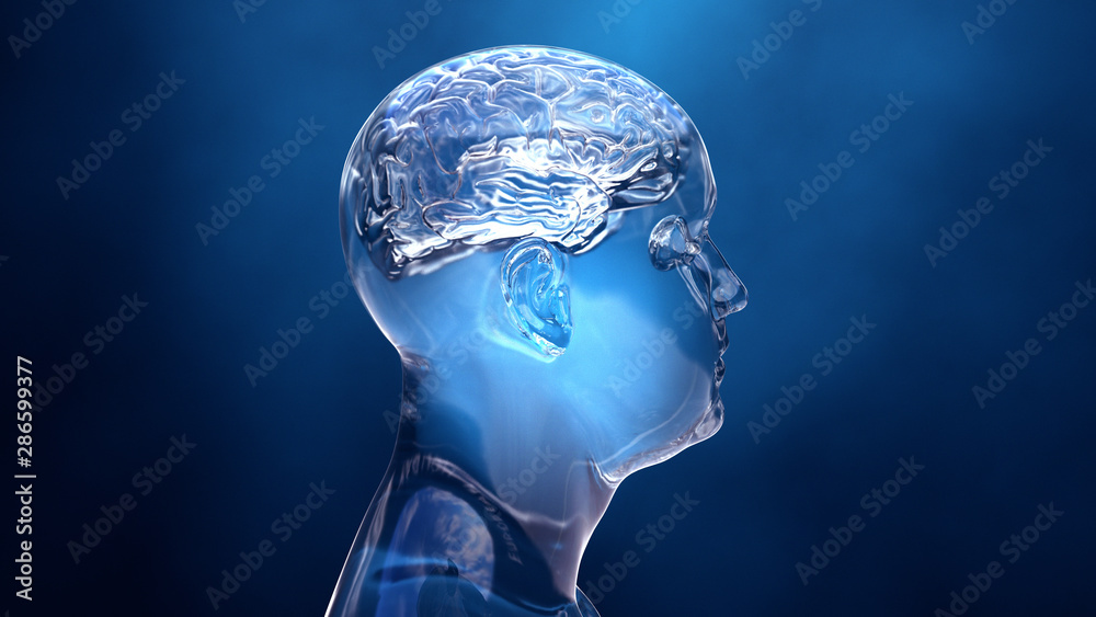 Fototapeta Brain in the human body