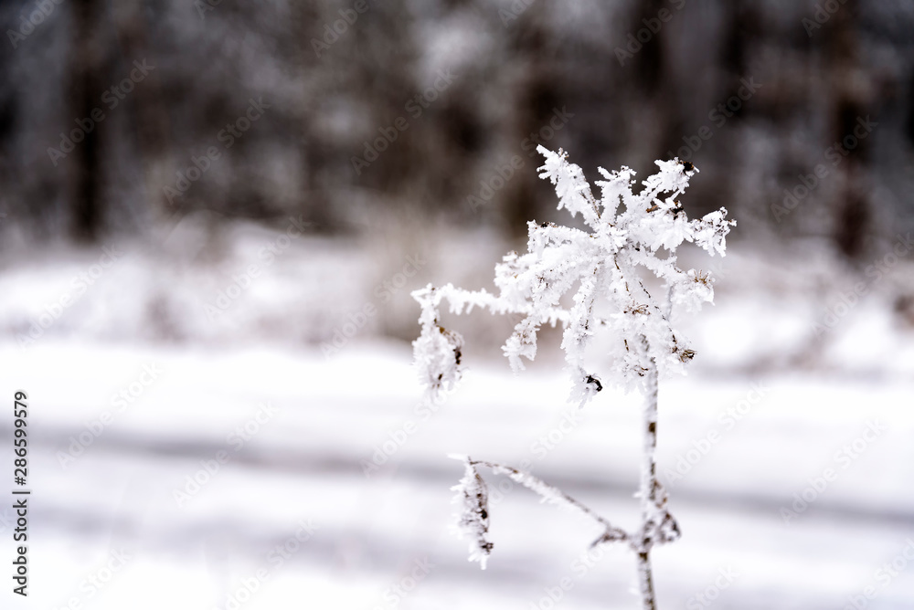 Fototapeta premium Landschft im Winter in Masuren