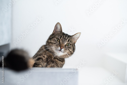 low angle view of a tabby domestic shorthair cat sitting on a diy cat furniture shelf board looking down at camera on white background © FurryFritz