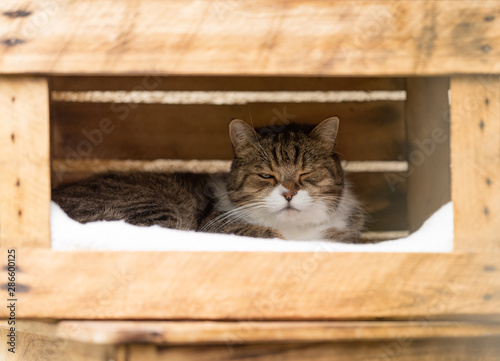 tired looking tabby white british shorthair cat relaxing in wooden fruit crate box outdoors on a sunny summer day winking at camera © FurryFritz