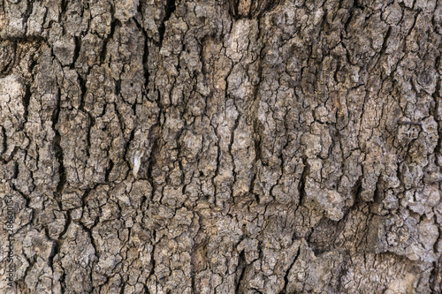 Tree bark close-up. Texture