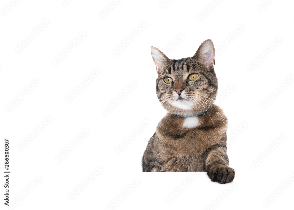 Studio shot of a tabby domestic shorthair cat isolated on white background banner with copy space putting one single paw on table looking to the side