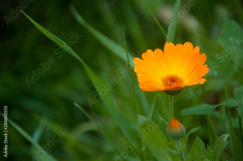 closeup of wet yellow calendula flowers with blurred natural background