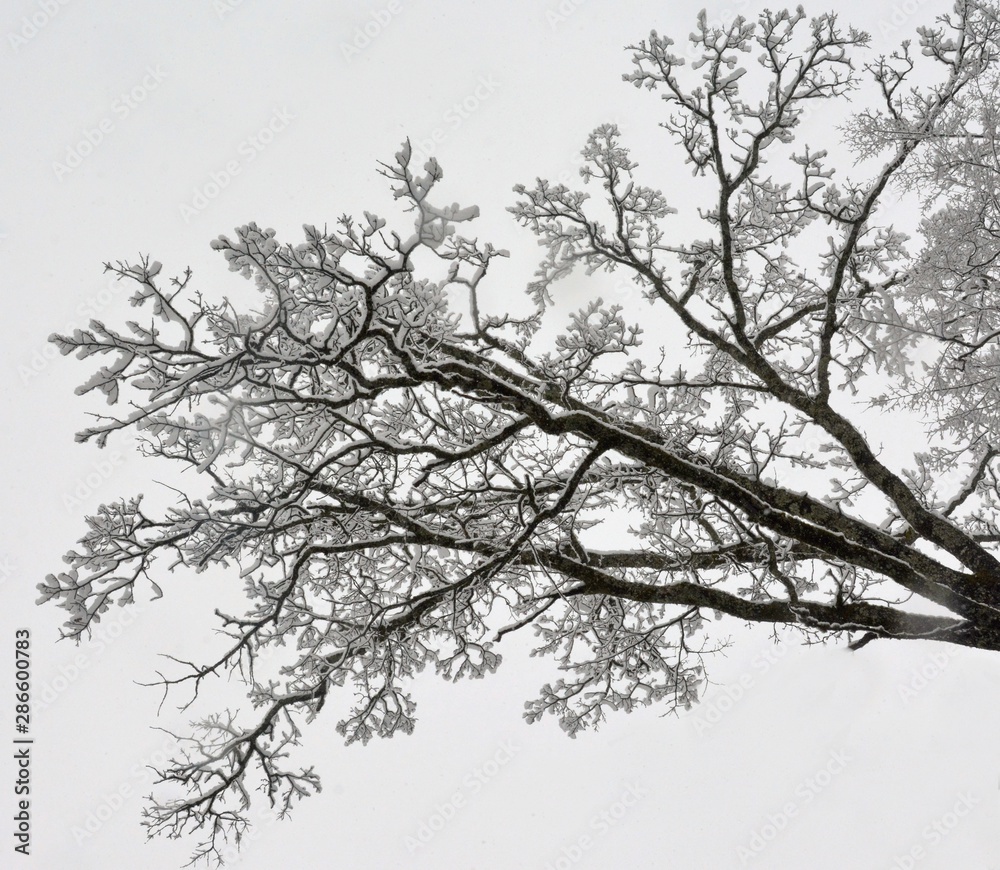 tree branch covered with snow