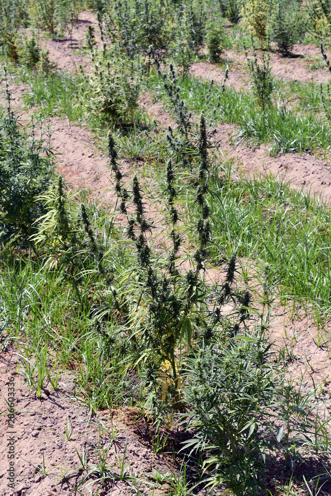 Sunny day on the industrial hemp field Sunny day on the industrial hemp field