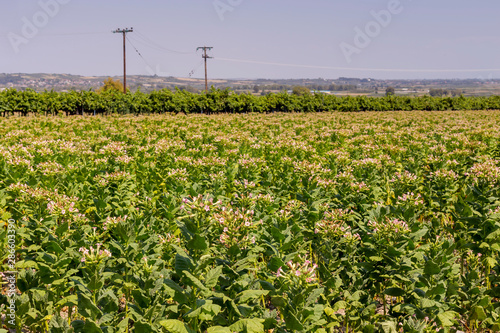 Tobacco (Nicotiana tabacum) growing in the foothills