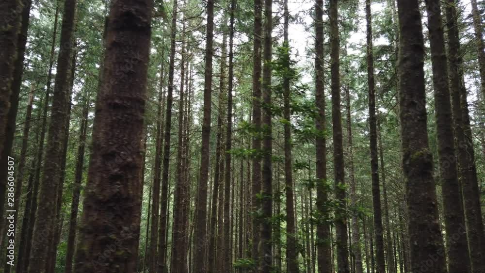 Slow motion pan of pine tree forest on the woods In Madeira island, Portugal Slow motion pan of pine tree forest on the woods In Madeira island, Portugal