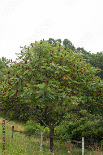 North Amercian Staghorn Sumac