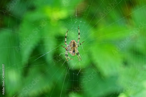 one big gray spider sits on a web on a green background