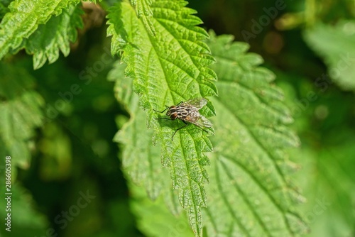 one little gray fly sits on a green leaf of nettle