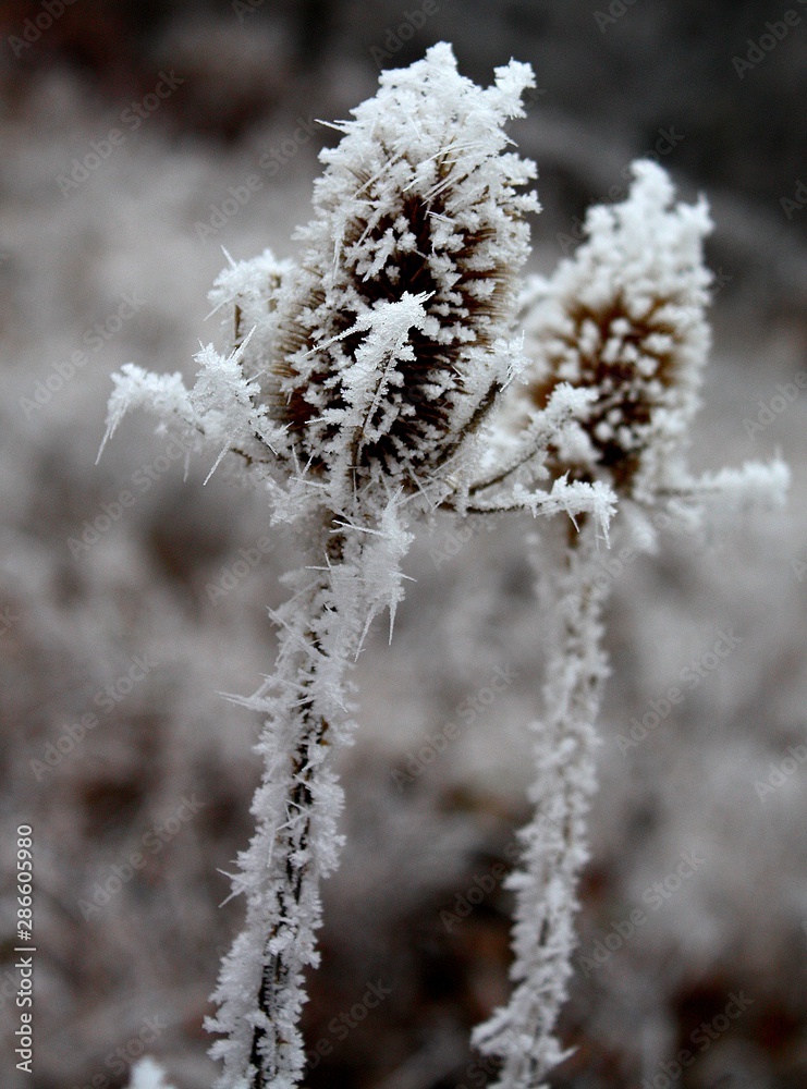 plant frost plant frost