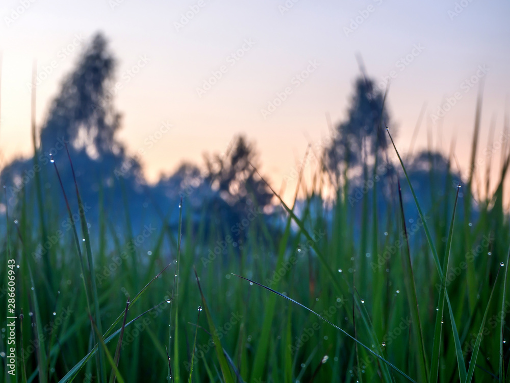 Drops of dew on the green grass. Sunset.