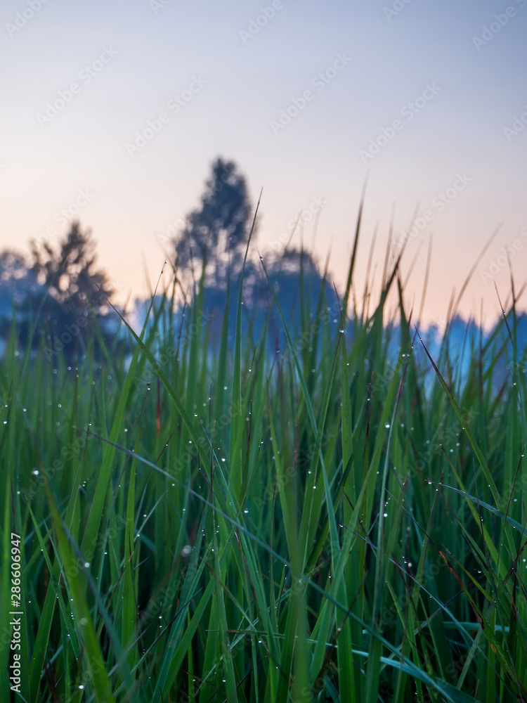 Drops of dew on the green grass. Sunset.