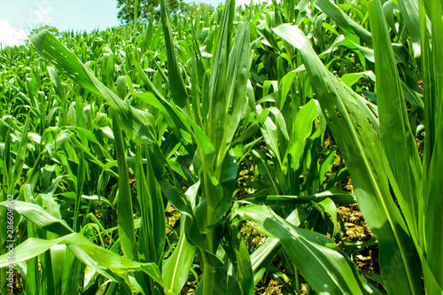 campos llenos de la siembra de maiz