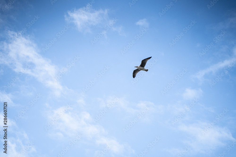 Möwe fliegt blauer Himmel Irland - seagull flying ireland