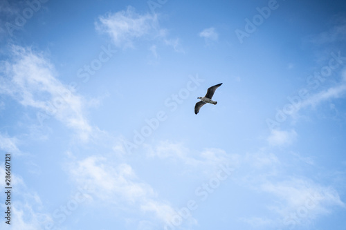 M  we fliegt blauer Himmel Irland - seagull flying ireland