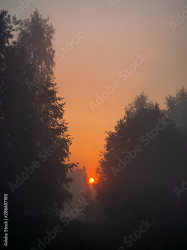 The red morning sun rises between the trees
