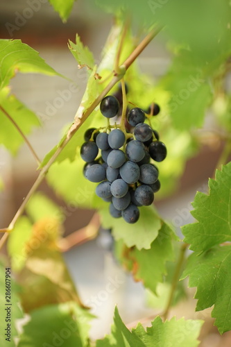ripe dark blue grape hang in summer garden