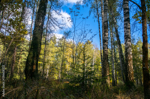 mixed autumn forest illuminated by the bright sun.trees with luxuriant crowns on the background of blue sky.forests of Eastern Europe