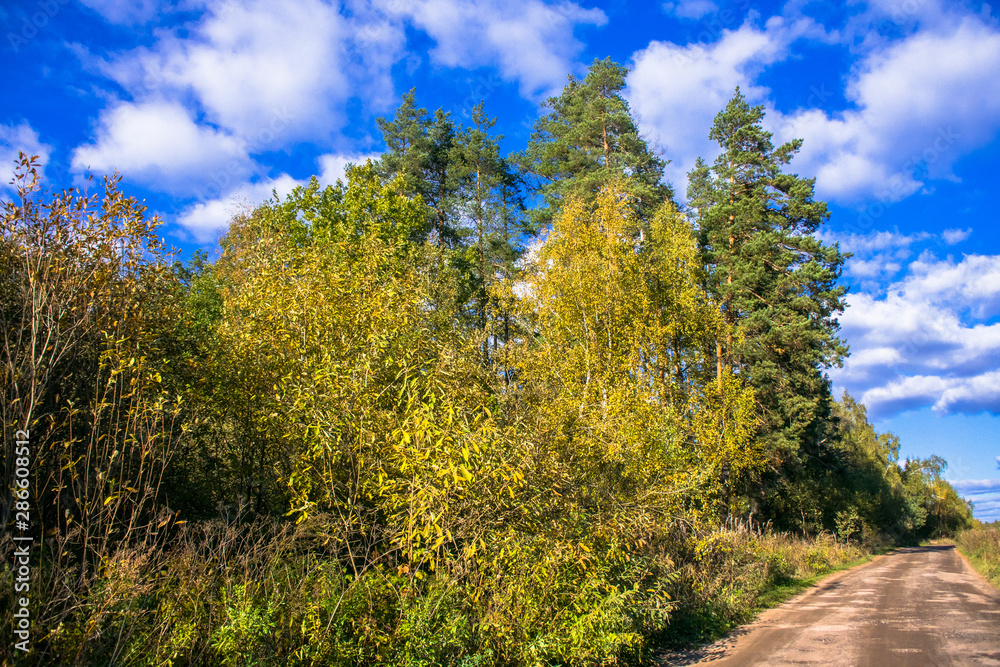 mixed autumn forest,illuminated by the bright sun.trees with luxuriant crowns on the background of blue sky.forests of Eastern Europe mixed autumn forest,illuminated by the bright sun.trees with luxuriant crowns on the background of blue sky.forests of Eastern Europe