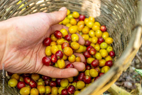 Fototapeta Naklejka Na Ścianę i Meble -  Farmer Grabbing Yellow and Red Organic Coffee Fruit Harvest in Coroico, Bolivia