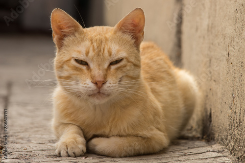 Nice ginger cat lying on the street, pet relax outdoor.