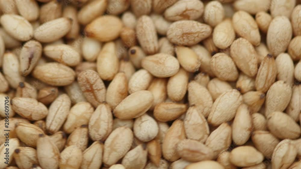 Close up of Toasted sesames seed on rotate top view Close up of Toasted sesames seed on rotate top view