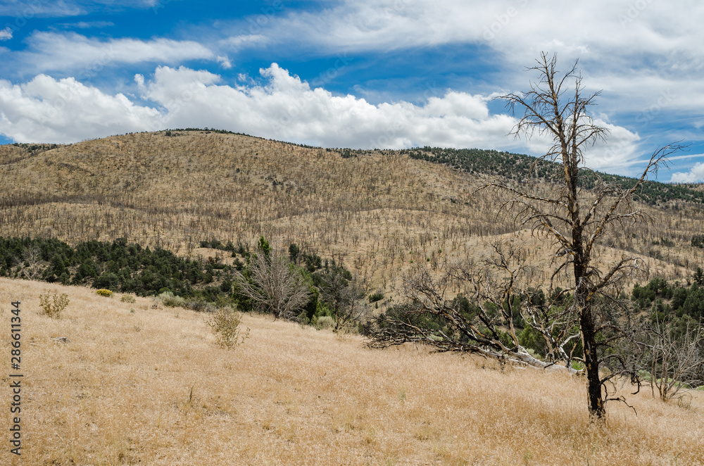 USA, Nevada, White Pine County, White Pine Range, Cathedral Canyon. A former Pinyon-juniper woodland now dominated by the invasive annual grass Cheatgrass (Bromus tectorum) following a wildfire.