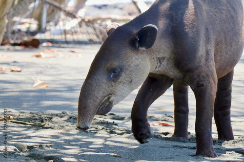 Φωτογραφία A rare, endangered Baird's Tapir (Tapirus bairdii) on a beach in the Corcovado National Park, on the Osa Peninsula in Puntarenas Province, Costa Rica