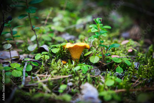 The yellow chanterelle mushroom in green moss