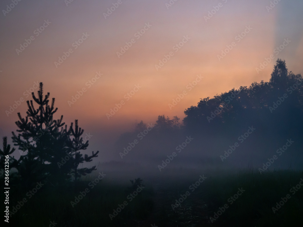 Silhouettes of trees and plants in the morning fog