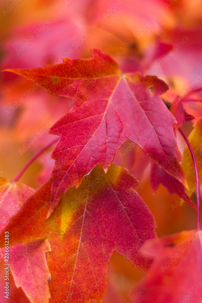 Fiery red maple leaves in fall