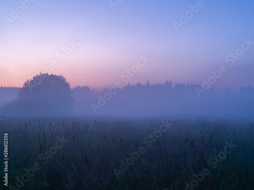 Silhouettes of trees and plants in the morning fog
