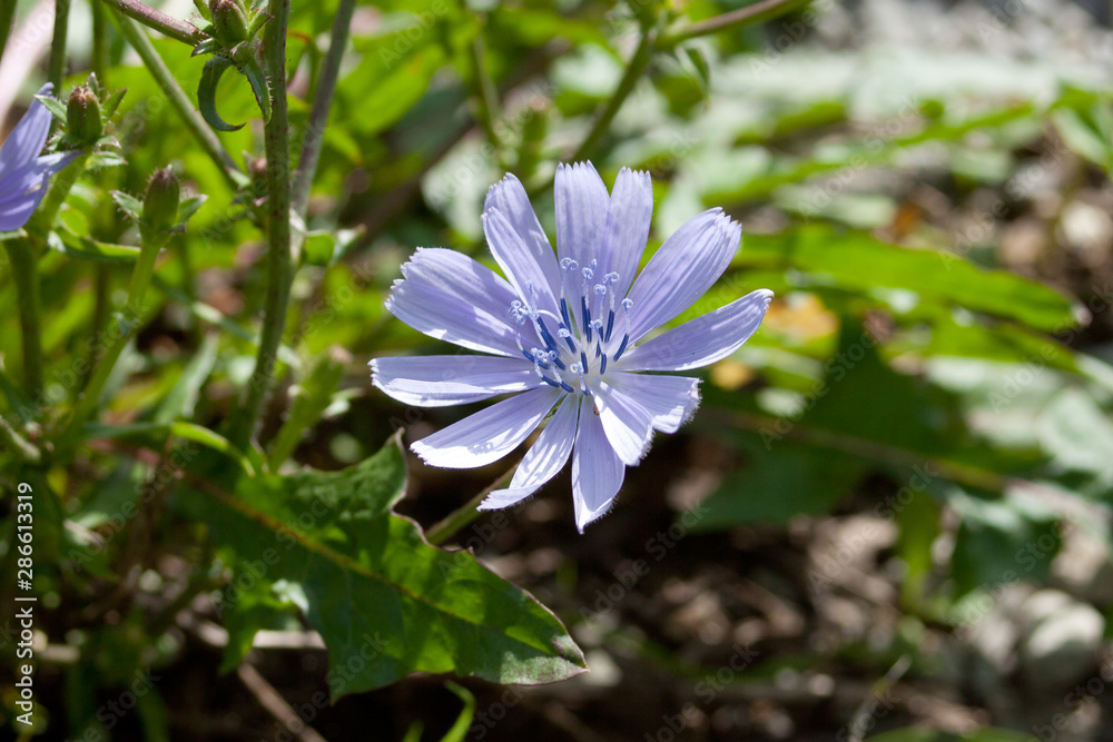 Wegwarte, gewöhnliche  (Cichorium)
