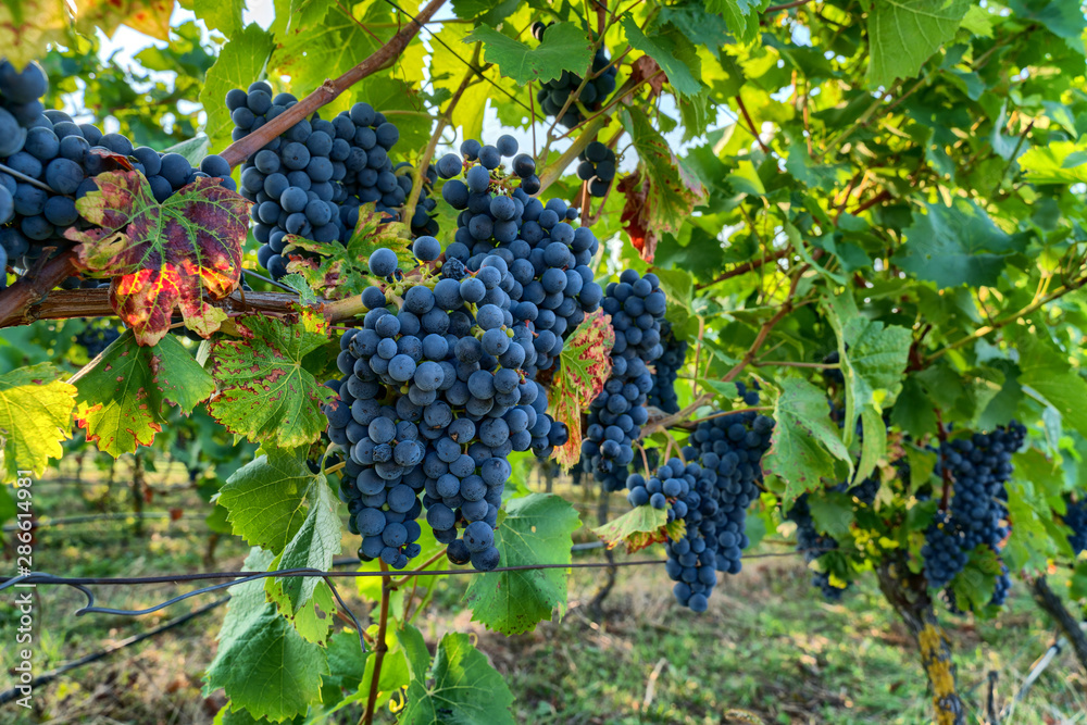 Pinot noir wine grapes in a vineyard near Wiesloch,Germany